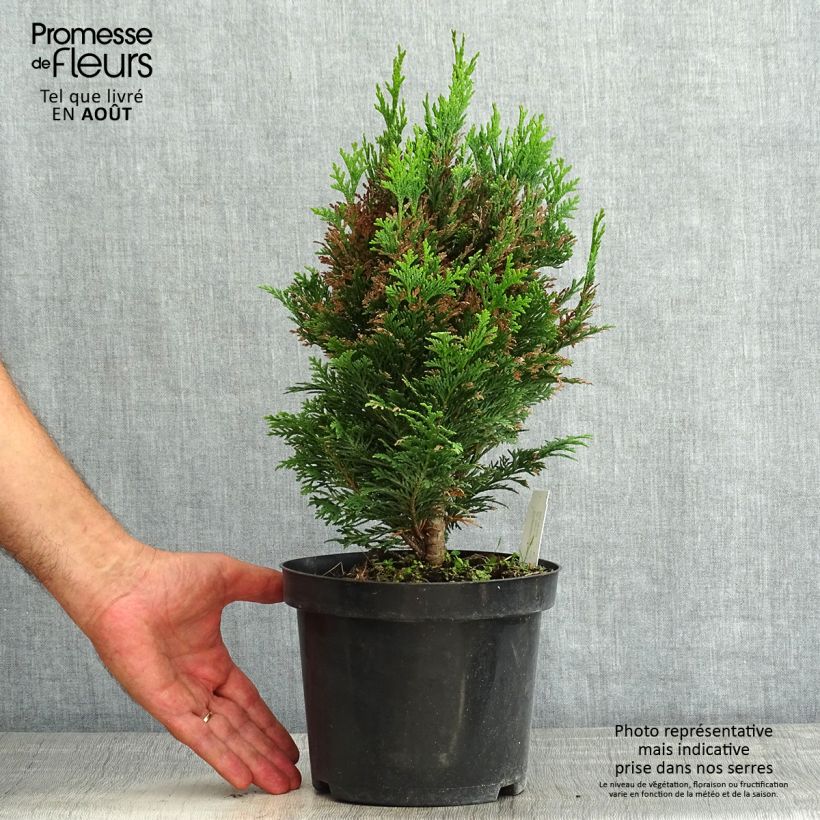 Exemplaar van Chamaecyparis lawsoniana Minima Glauca - Californische cipres Pot van 2 l/3 l zoals geleverd in de zomer