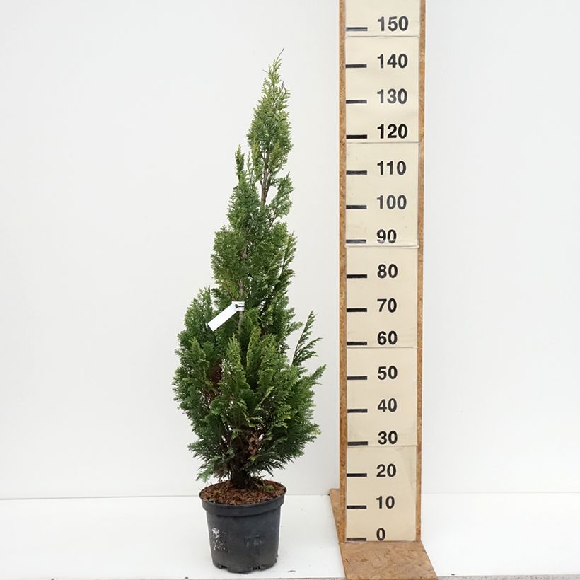 Exemplaar van Chamaecyparis lawsoniana Alumigold - Californische cipres Pot van 7,5 l/10 l zoals geleverd in de herfst