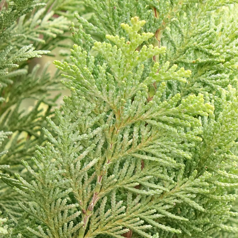 Chamaecyparis lawsoniana Alumigold - Californische cipres (Blad)