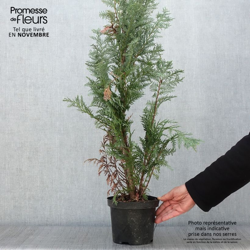 Exemplaar van Chamaecyparis lawsoniana Alumii - Californische cipres Pot van 3 l/4 l zoals geleverd in de herfst