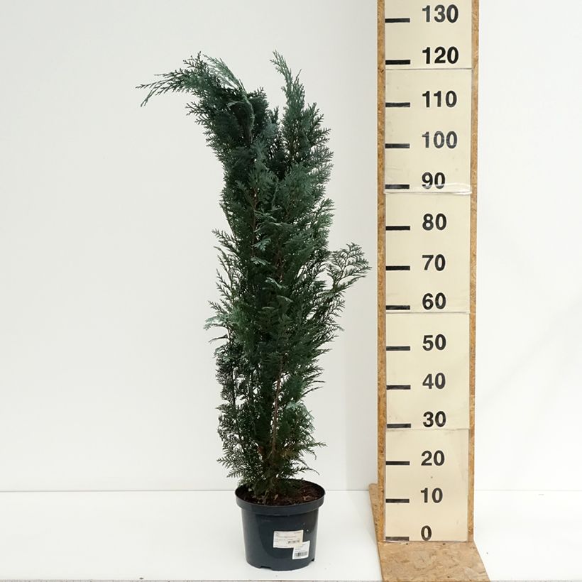 Exemplaar van Chamaecyparis lawsoniana Columnaris - Californische cipres Pot van 4 l/5 l zoals geleverd in de zomer