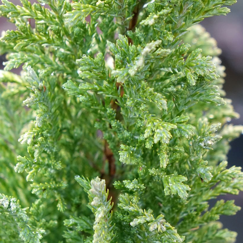 Chamaecyparis lawsoniana Ellwoods Gold - Californische cipres (Blad)
