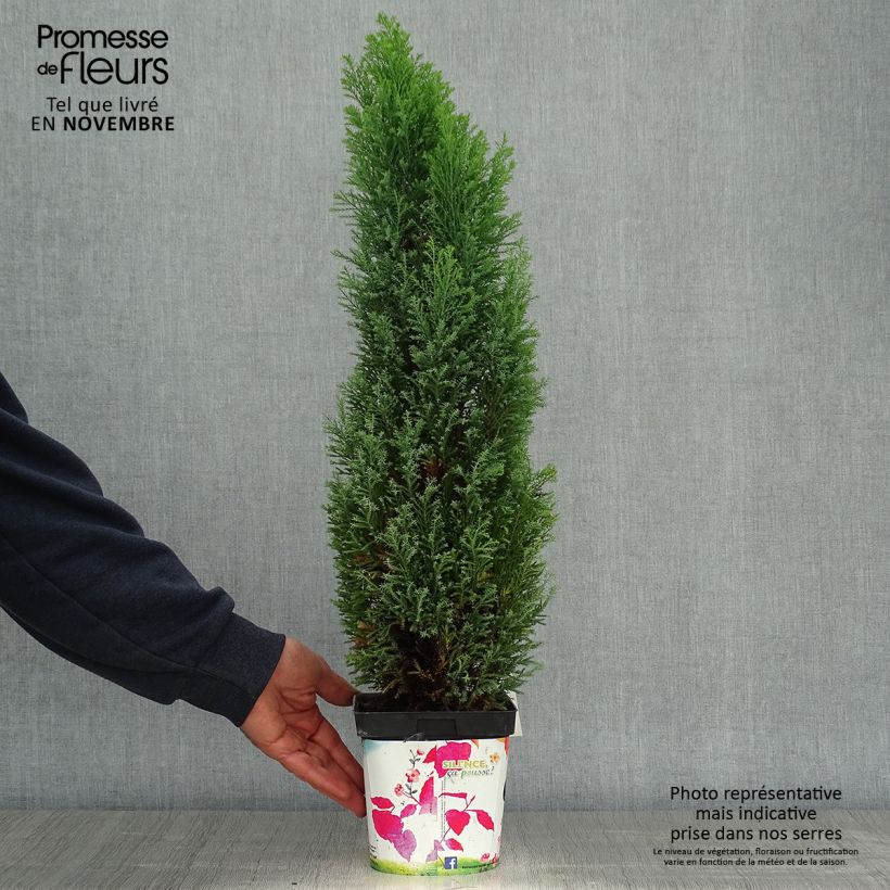 Exemplaar van Chamaecyparis lawsoniana Elwoodii - Californische cipres Pot van 2 l/3 l zoals geleverd in de herfst