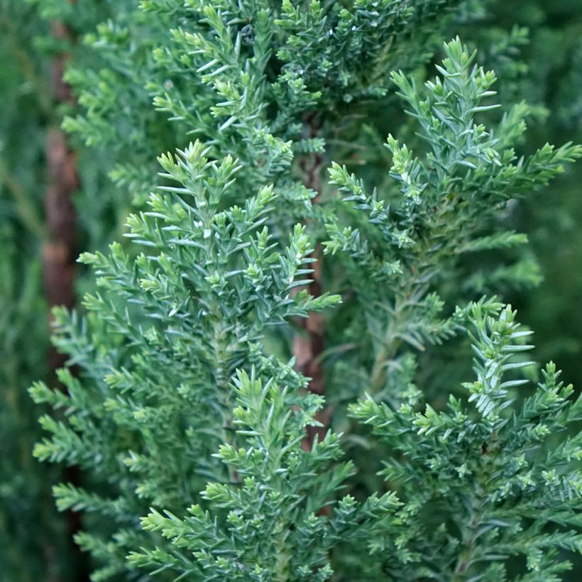 Chamaecyparis lawsoniana Elwoodii - Californische cipres (Blad)