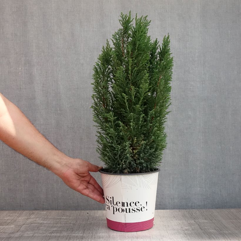 Exemplaar van Chamaecyparis lawsoniana Elwoodii - Californische cipres Pot van 4 l/5 l zoals geleverd in de zomer