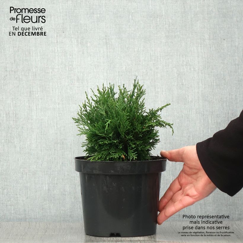 Exemplaar van Chamaecyparis lawsoniana Green Globe - Californische cipres Pot van 2 l/3 l zoals geleverd in de herfst