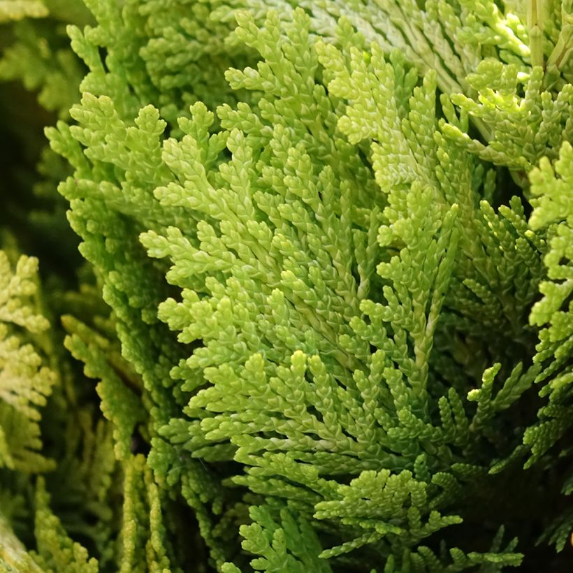 Chamaecyparis lawsoniana Minima Aurea - Californische cipres (Blad)