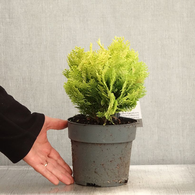 Exemplaar van Chamaecyparis lawsoniana Minima Aurea - Cyprès de Lawson nain Pot de 2L/3L zoals geleverd in de herfst