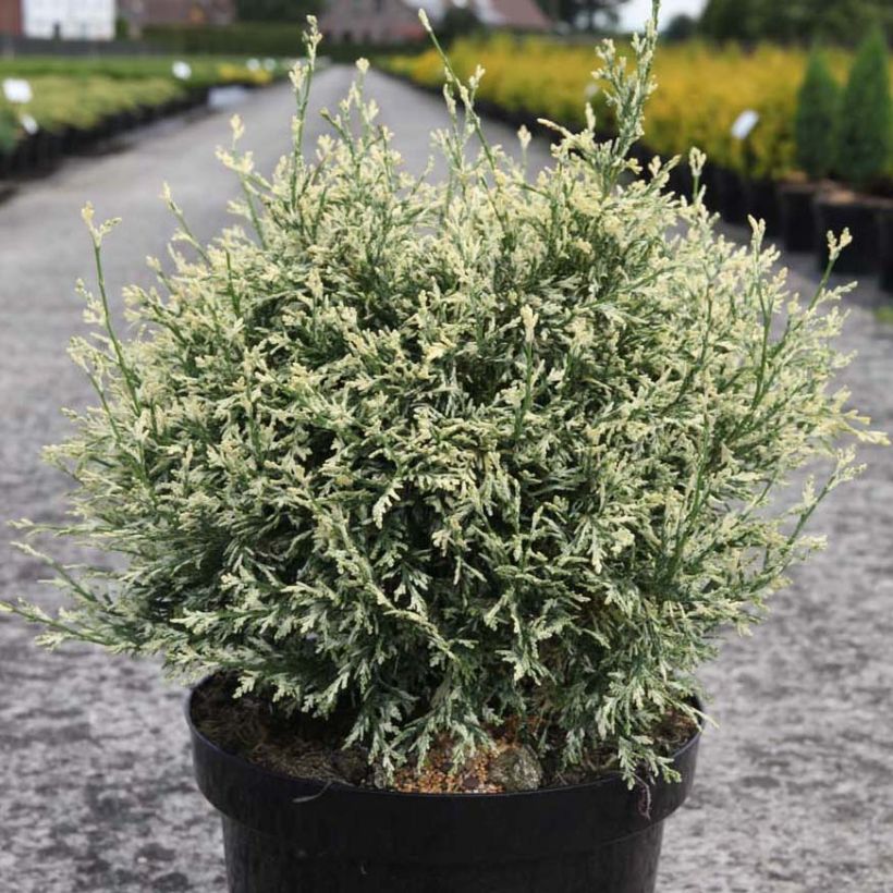 Chamaecyparis lawsoniana Pearly Swirls - Californische cipres (Groeiplaats)