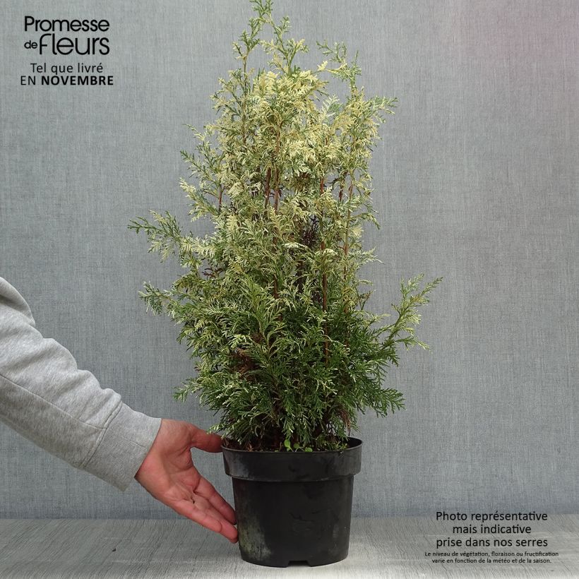Exemplaar van Chamaecyparis lawsoniana Pearly Swirls - Californische cipres Pot van 2 l/3 l zoals geleverd in de herfst