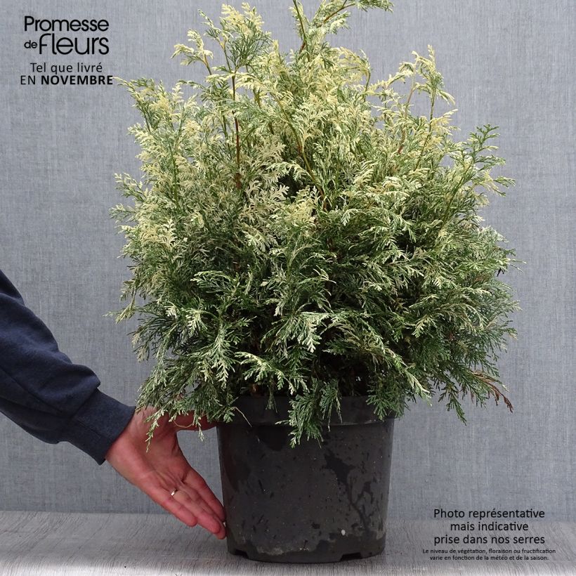 Exemplaar van Chamaecyparis lawsoniana Pearly Swirls - Californische cipres Pot van 7,5 l/10 l zoals geleverd in de herfst