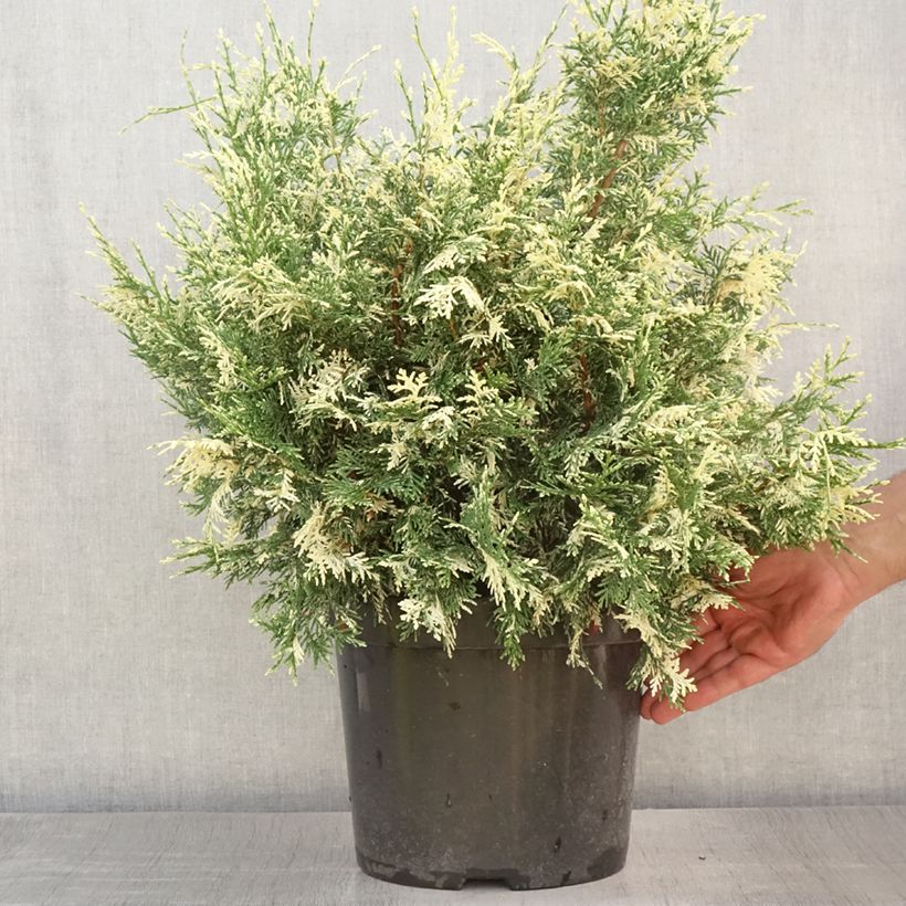 Exemplaar van Chamaecyparis lawsoniana Pearly Swirls - Californische cipres Pot van 7,5 l/10 l zoals geleverd in de zomer