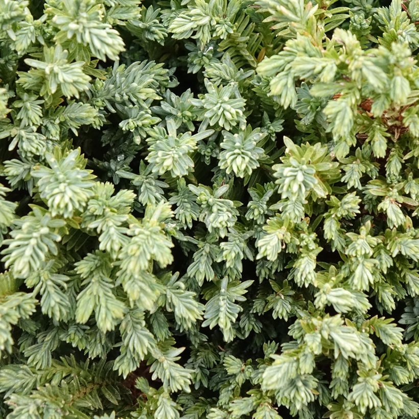 Chamaecyparis lawsoniana Rimpelaar - Californische cipres (Blad)
