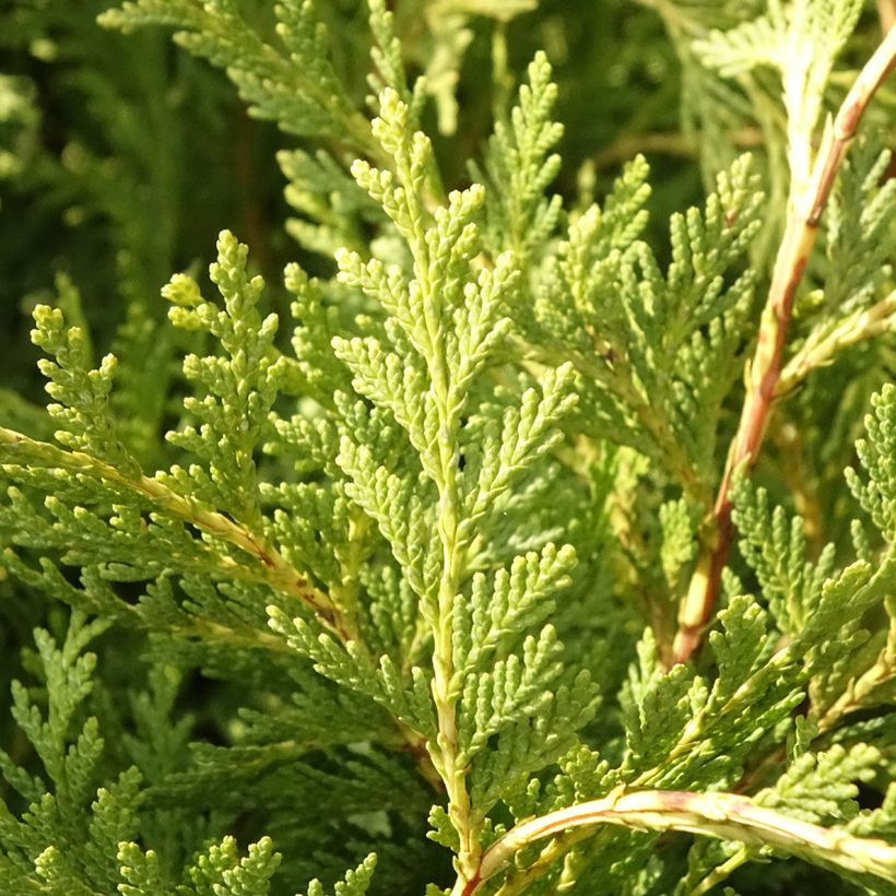 Chamaecyparis lawsoniana Sunkist - Californische cipres (Blad)