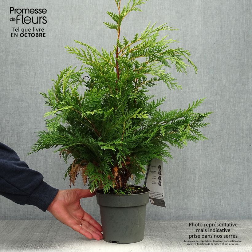 Exemplaar van Chamaecyparis lawsoniana Sunkist - Cyprès de Lawson nain Pot de 2L/3L zoals geleverd in de herfst