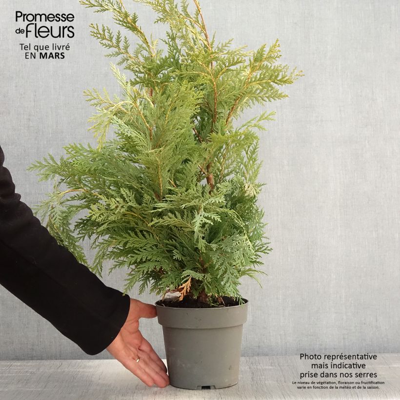 Exemplaar van Chamaecyparis lawsoniana Sunkist - Californische cipres Pot van 2 l/3 l zoals geleverd in de lente