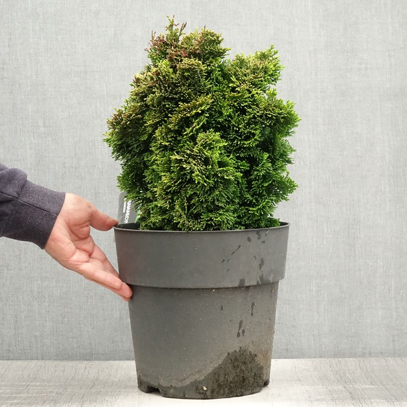 Exemplaar van Chamaecyparis obtusa Aurea - Hinoki cipres Pot van 12 l/15 l, Stengel zoals geleverd in de zomer