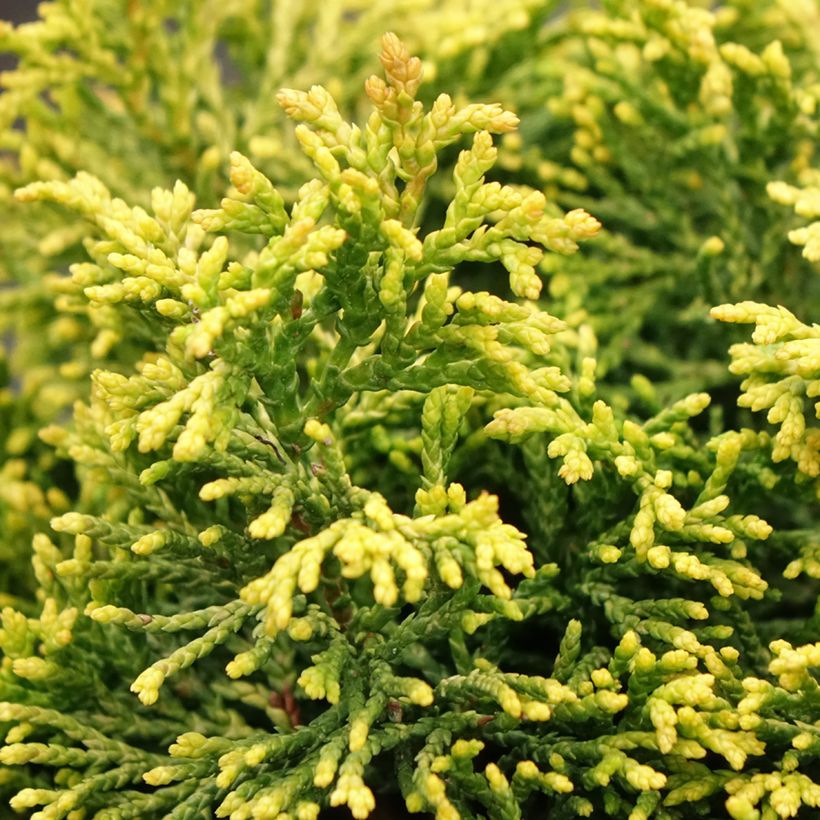 Chamaecyparis obtusa Butterball - Hinoki cipres (Blad)