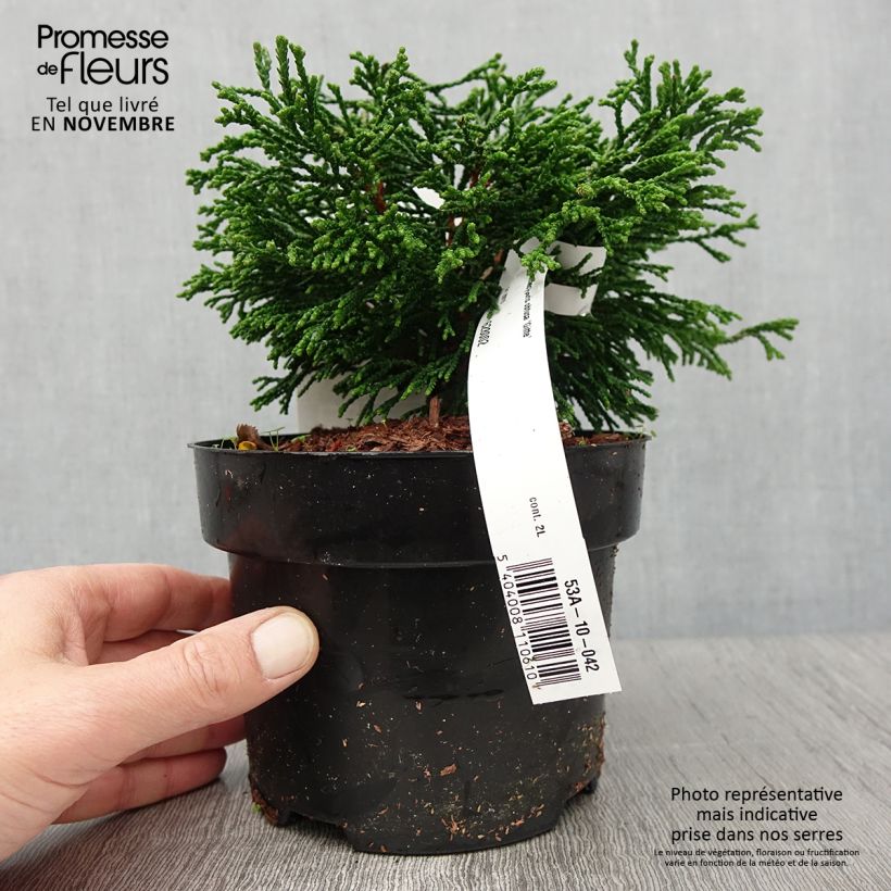 Exemplaar van Chamaecyparis obtusa Gitte - Hinoki cipres Pot van 2 l/3 l zoals geleverd in de herfst