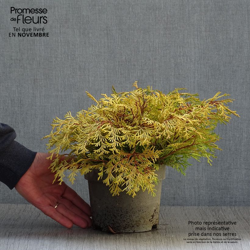 Exemplaar van Chamaecyparis obtusa Kamarachiba - Hinoki cipres Pot van 2 l/3 l zoals geleverd in de herfst