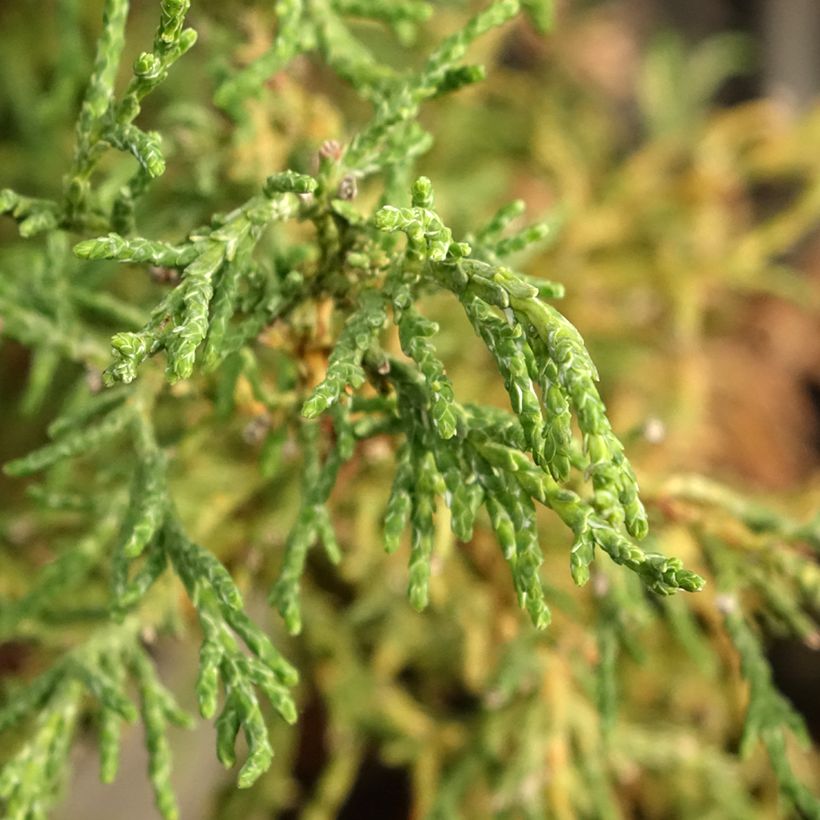 Chamaecyparis obtusa Lycopodioides - Hinoki cipres (Blad)