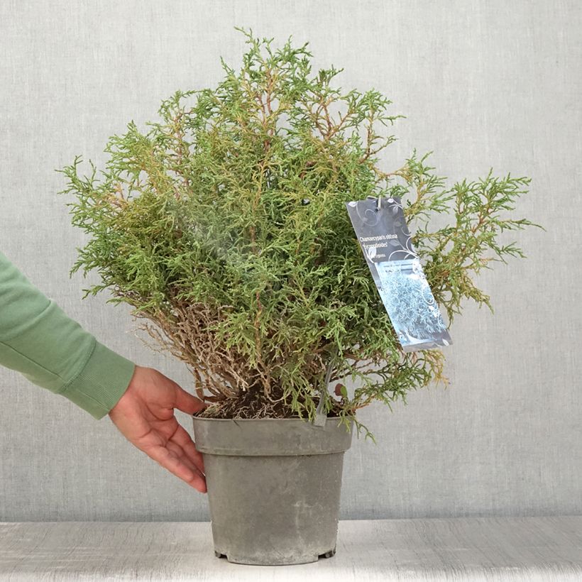 Exemplaar van Chamaecyparis obtusa Lycopodioides - Hinoki cipres Pot van 4 l/5 l zoals geleverd in de zomer