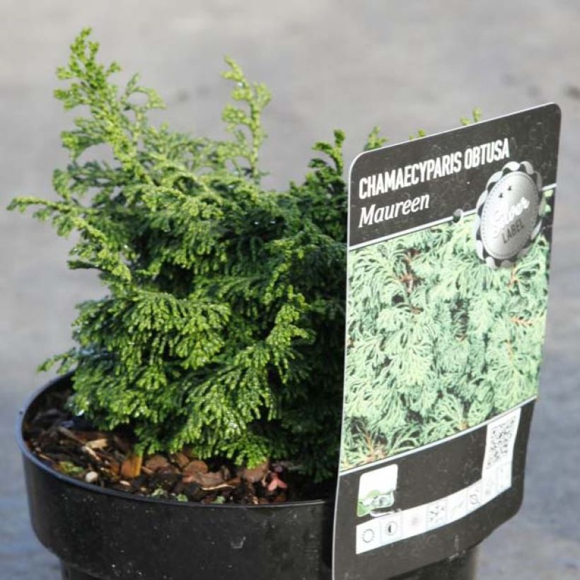 Chamaecyparis obtusa Maureen - Hinoki cipres (Groeiplaats)