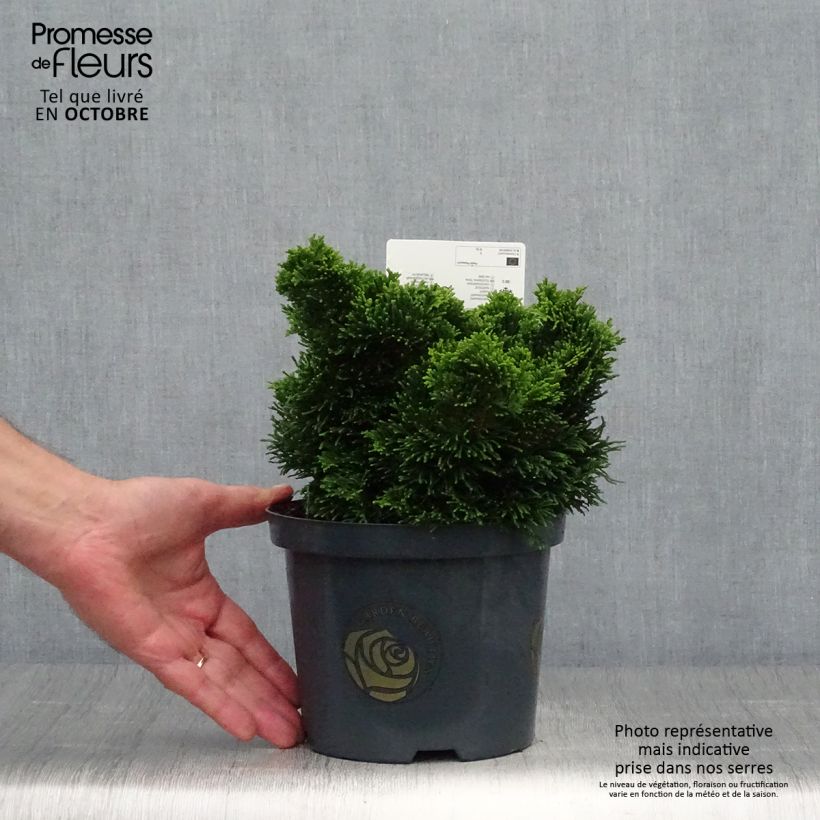 Exemplaar van Chamaecyparis obtusa Nana Gracilis - Hinoki cipres Pot van 2 l/3 l zoals geleverd in de herfst