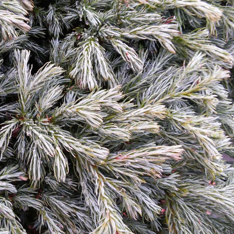 Chamaecyparis pisifera Boulevard - Schijncipres (Blad)