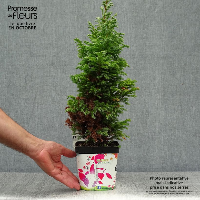 Exemplaar van Chamaecyparis pisifera Boulevard - Schijncipres Pot van 2 l/3 l zoals geleverd in de herfst