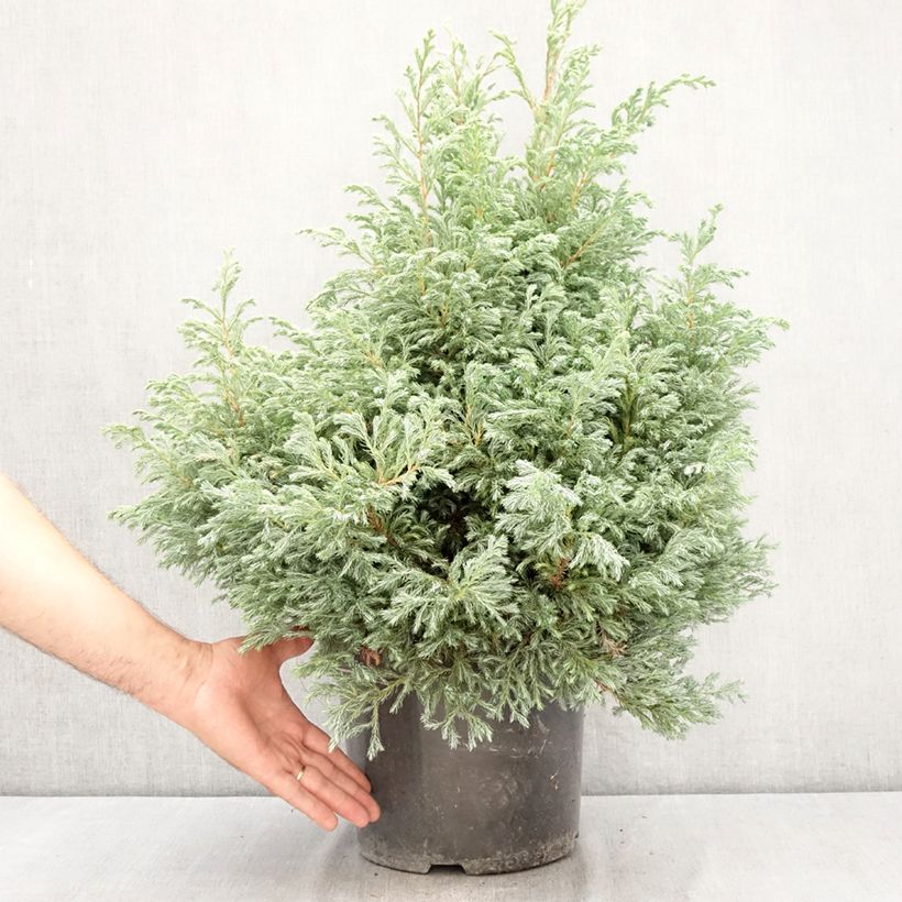 Exemplaar van Chamaecyparis pisifera Boulevard - Schijncipres Pot van 7,5 l/10 l zoals geleverd in de zomer