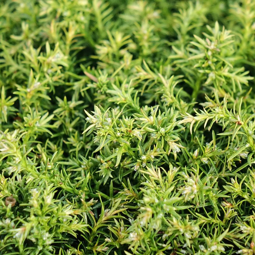 Chamaecyparis pisifera Cumulus - Schijncipres (Blad)