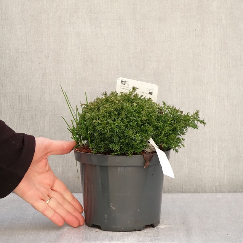 Exemplaar van Chamaecyparis pisifera Cumulus - Schijncipres Pot van 2 l/3 l zoals geleverd in de winter