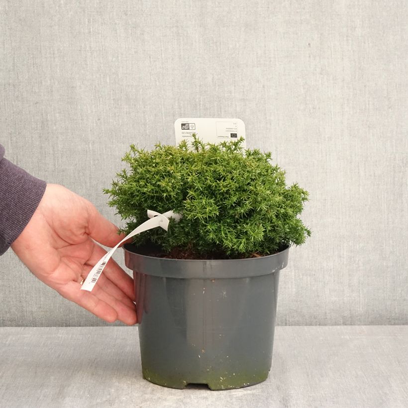 Exemplaar van Chamaecyparis pisifera Cumulus - Schijncipres Pot van 2 l/3 l zoals geleverd in de lente