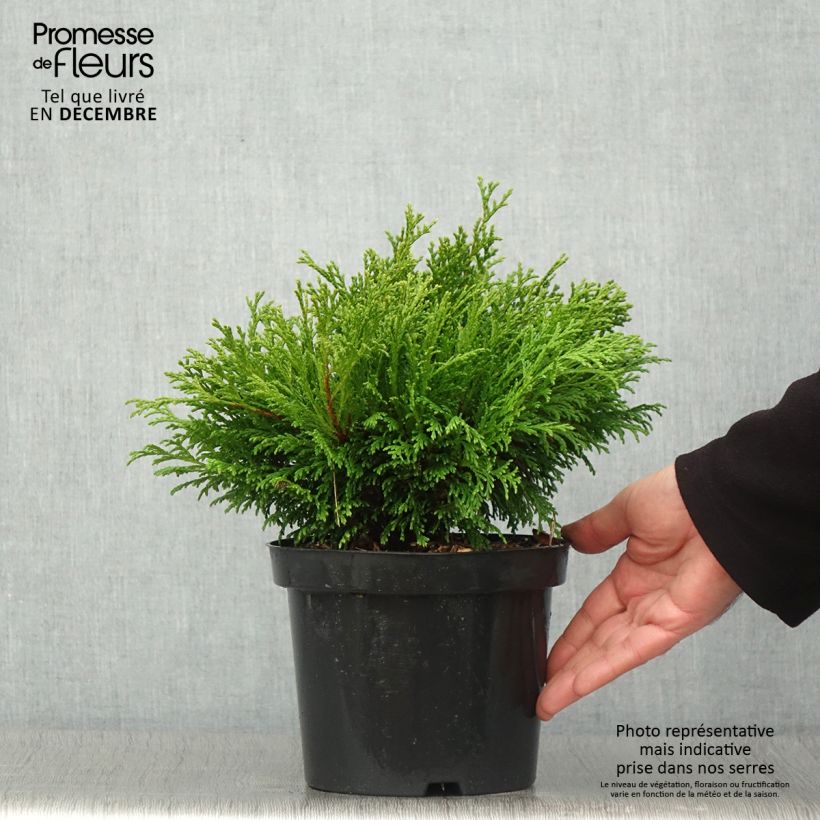 Exemplaar van Chamaecyparis pisifera Filips Happy Day - Schijncipres Pot van 2 l/3 l zoals geleverd in de herfst