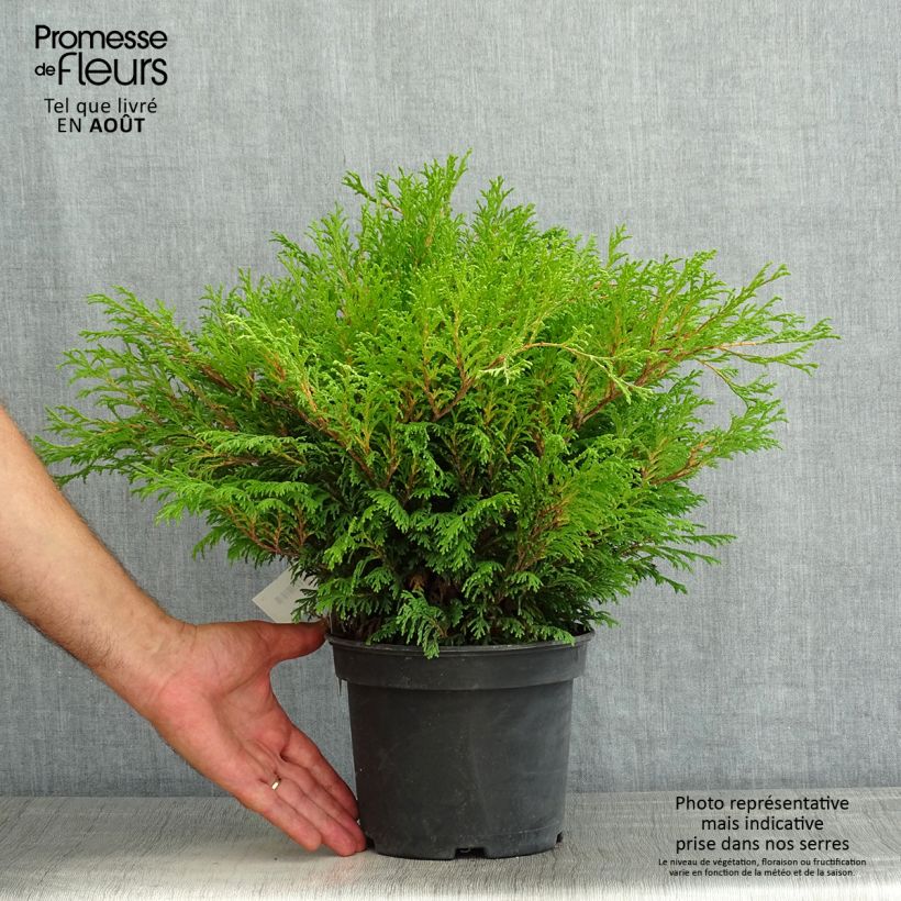 Exemplaar van Chamaecyparis pisifera Filips Happy Day - Schijncipres Pot van 2 l/3 l zoals geleverd in de zomer