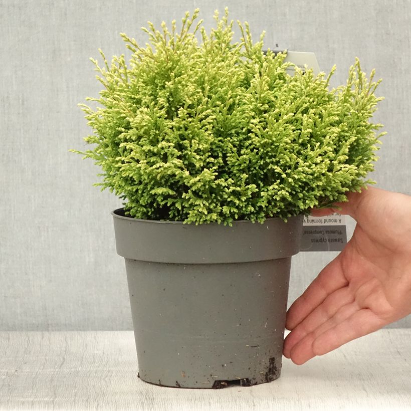 Exemplaar van Chamaecyparis pisifera Plumosa Compressa - Schijncipres Pot van 2 l/3 l zoals geleverd in de zomer