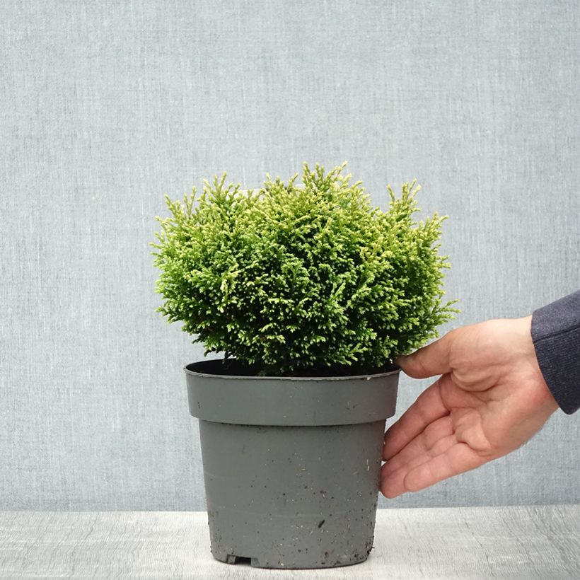 Exemplaar van Chamaecyparis pisifera Plumosa Compressa - Schijncipres Pot van 2 l/3 l zoals geleverd in de lente