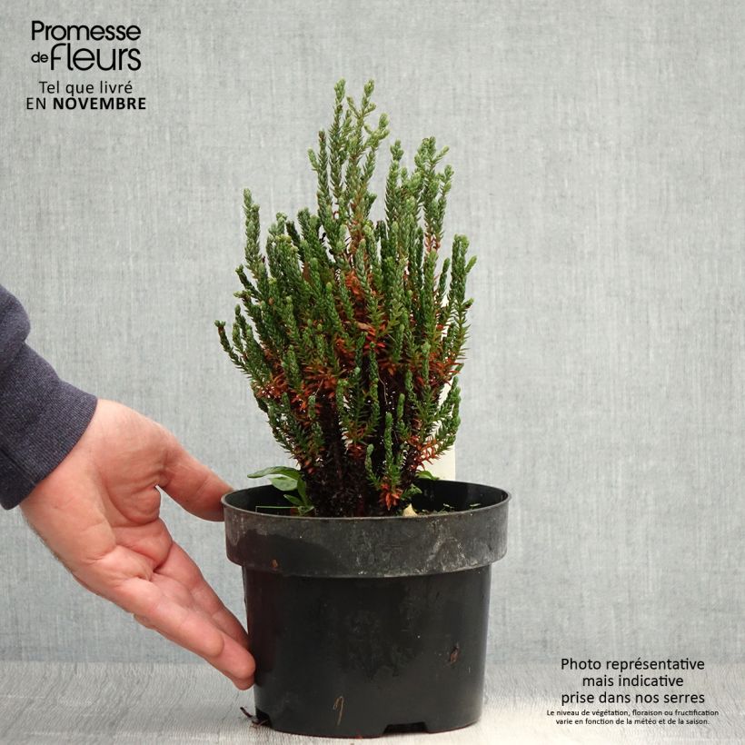 Exemplaar van Chamaecyparis thyoides Blue Rock - Schijncipres Pot van 2 l/3 l zoals geleverd in de herfst