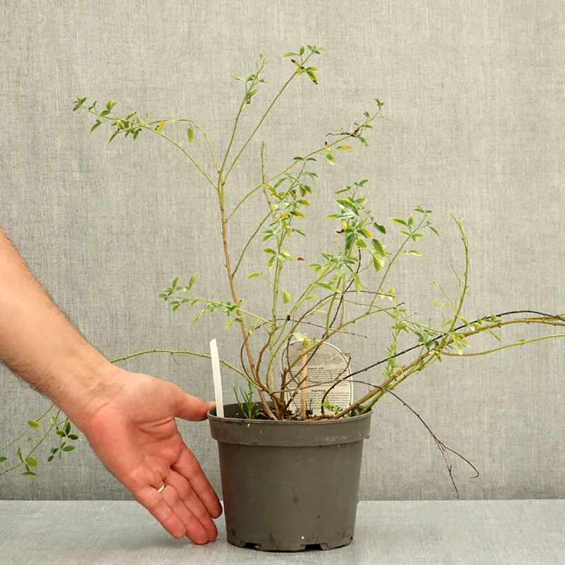 Exemplaar van Chamaecytisus purpureus - Purperen brem Pot van 3 l/4 l zoals geleverd in de zomer