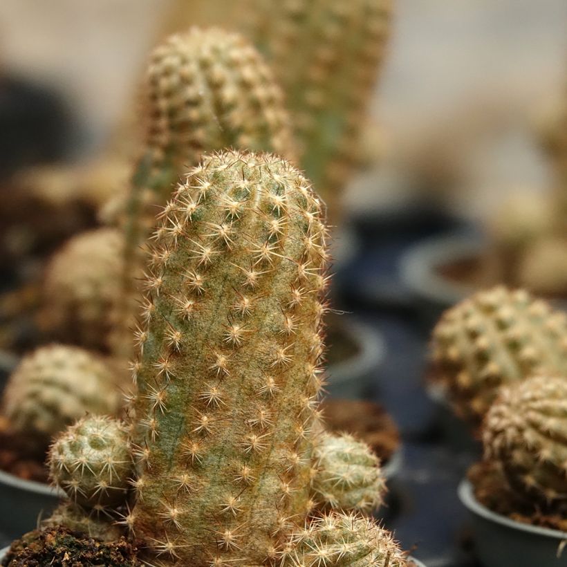Chamaelobivia Paolinae (Blad)