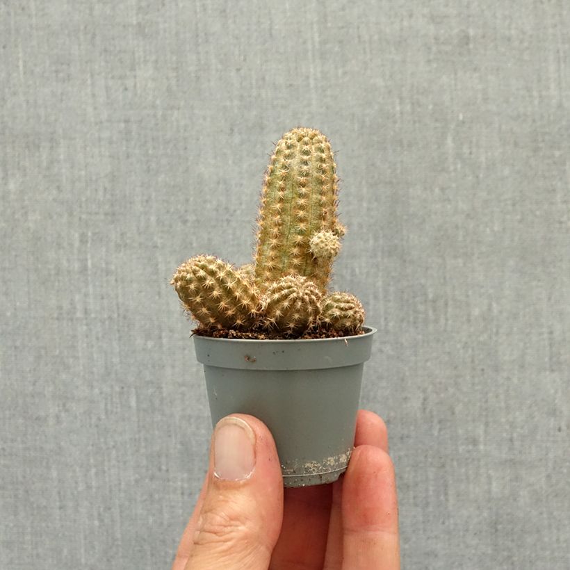 Exemplaar van Chamaelobivia Paolinae Mini-kamerplanten zoals geleverd in de lente