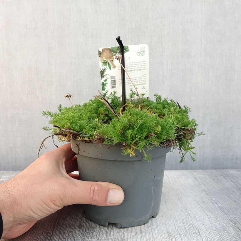 Exemplaar van Chamaemelum nobile Flore Pleno Pot de 1,5L/2L zoals geleverd in de herfst