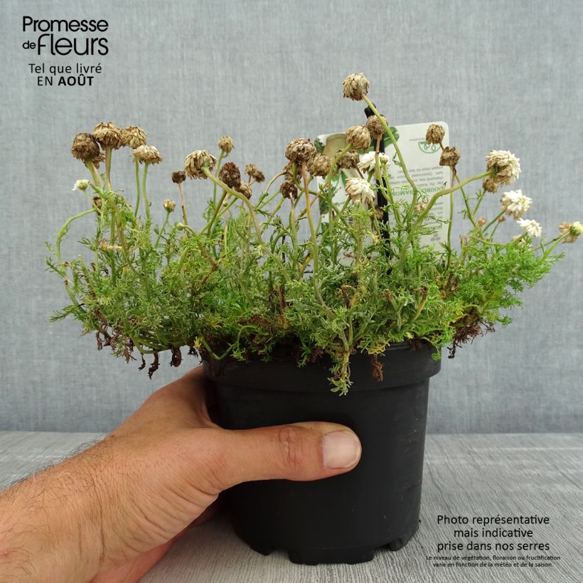 Exemplaar van Chamaemelum nobile Flore Pleno - Roomse kamille Pot van 1,5 l/2 l zoals geleverd in de zomer