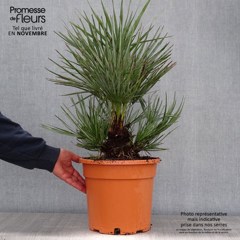 Exemplaar van Chamaerops humilis var. cerifera - Europese dwergpalm Pot van 7,5 l/10 l zoals geleverd in de herfst