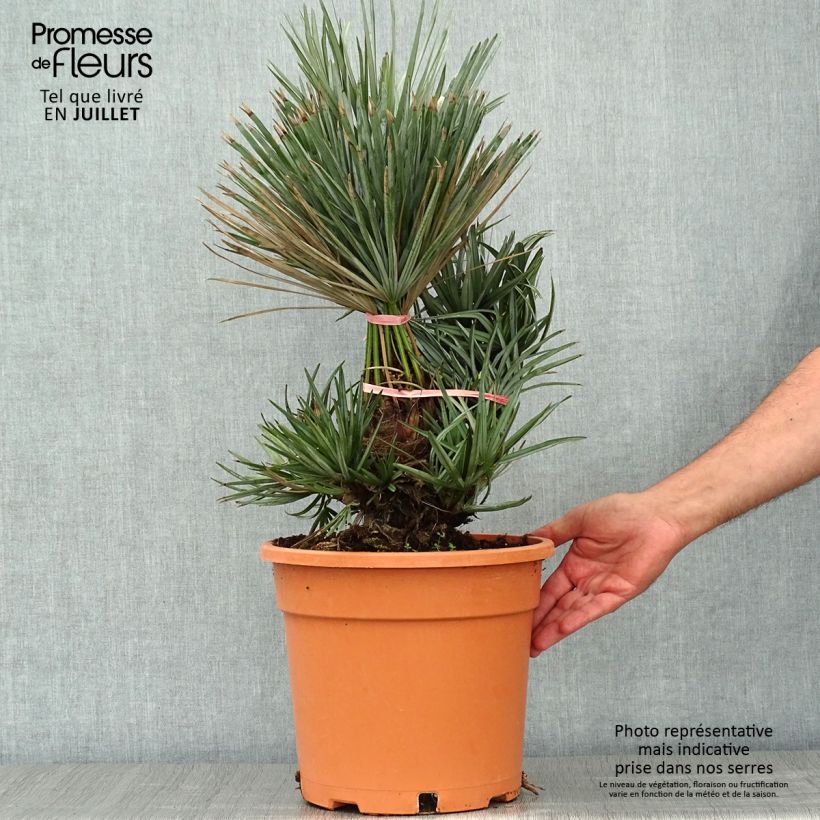 Exemplaar van Chamaerops humilis var. cerifera - Europese dwergpalm Pot van 7,5 l/10 l zoals geleverd in de zomer