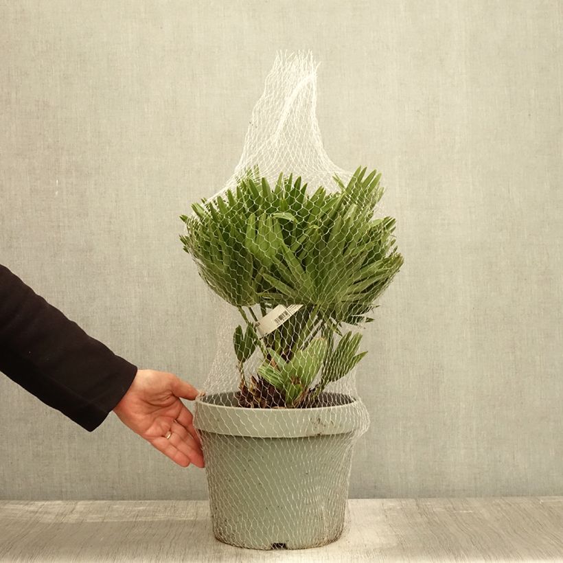 Exemplaar van Chamaerops humilis Vulcano - Europese dwergpalm Pot van 4 l/5 l zoals geleverd in de herfst