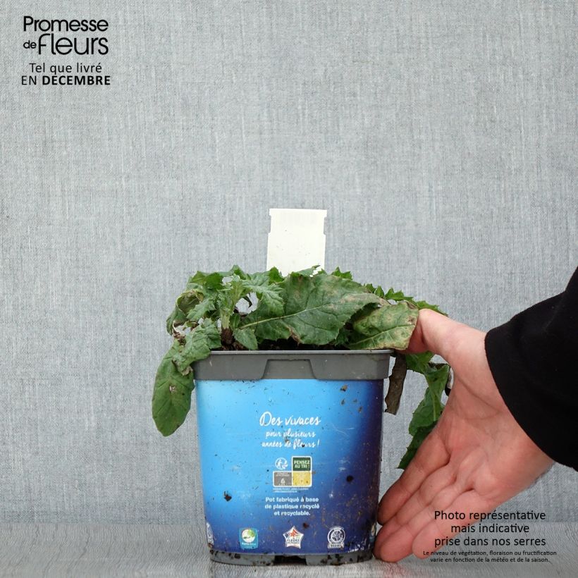 Exemplaar van Echinops ritro - Kogeldistel Pot van 2 l/3 l zoals geleverd in de herfst