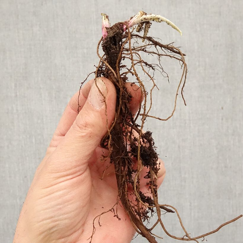 Exemplaar van Echinops ritro - Kogeldistel Naakte wortel zoals geleverd in de winter
