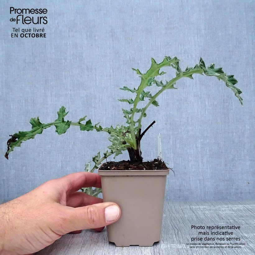 Exemplaar van Echinops sphaerocephalus Arctic Glow - Beklierde kogeldistel Kweekpotje van 8/9 cm zoals geleverd in de herfst